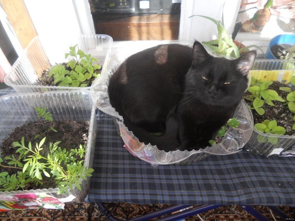 своя рассада