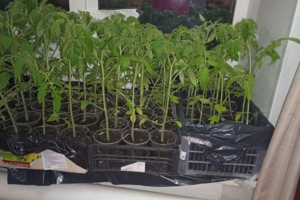 томат санька рассада