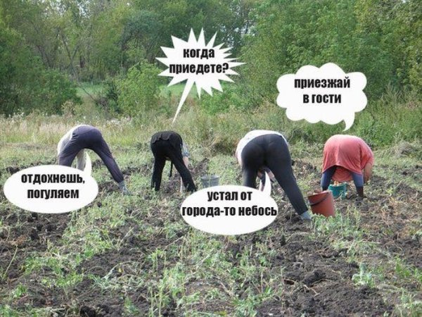 копаем картошку