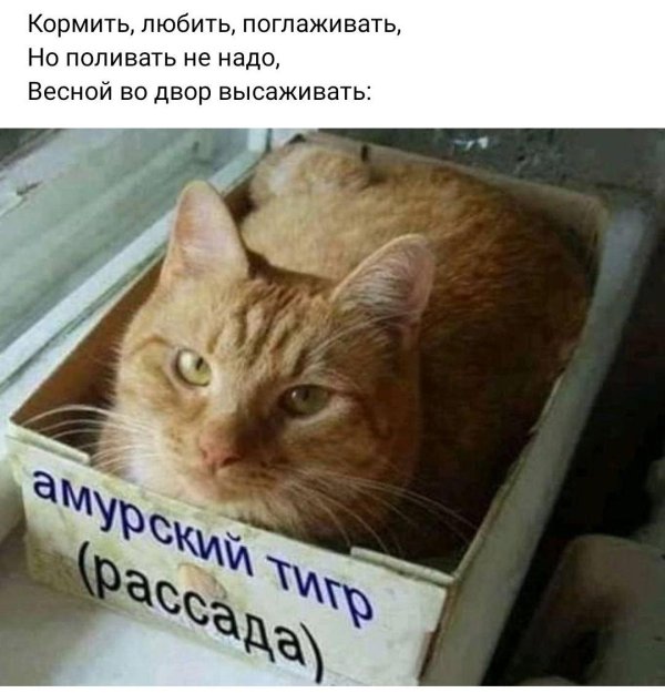 коты юмор