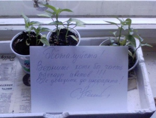 рассада острого перца