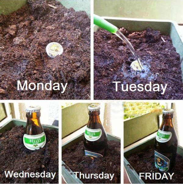 посев гороха