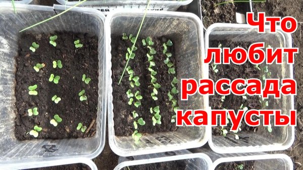 когда сеять капусту на рассаду