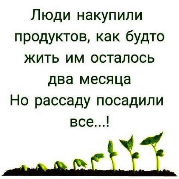 высказывание про рассаду