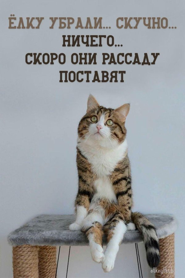 кот задумчивый