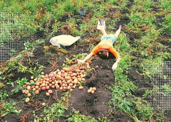 выкопали картошку