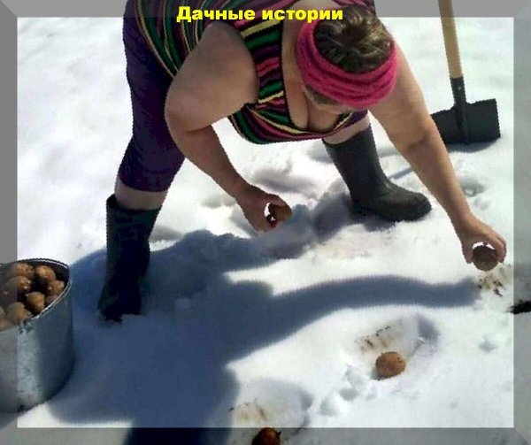 посадка картофеля