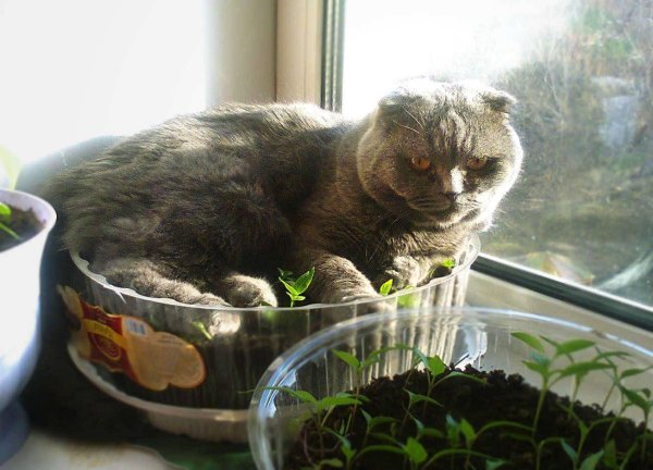 шотландская вислоухая кошка