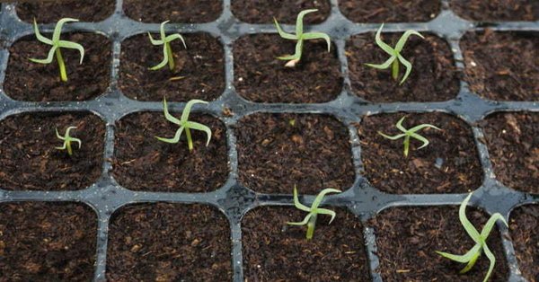 посев семян