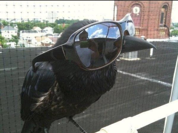 смешные вороны