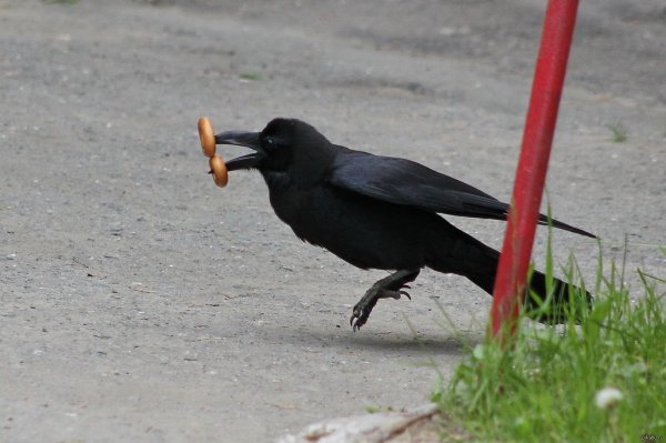 грачи птицы