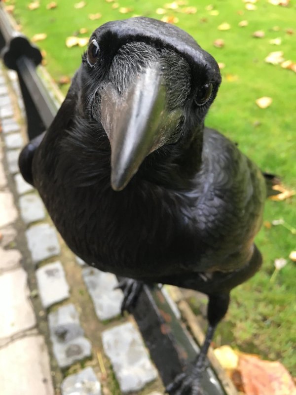 смешные вороны