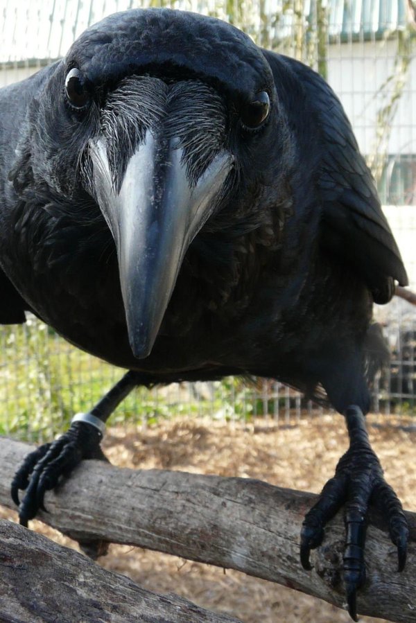 смешные вороны