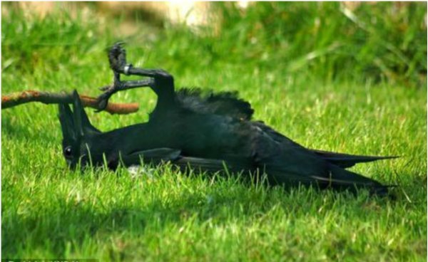 смешные вороны