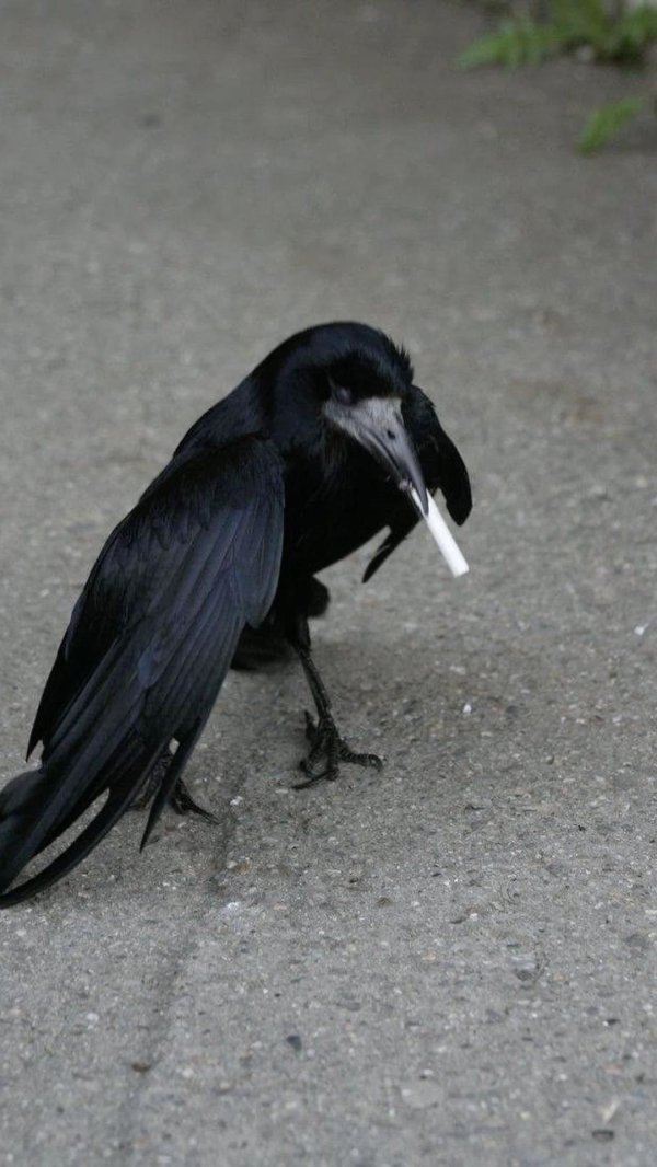 грачи птицы
