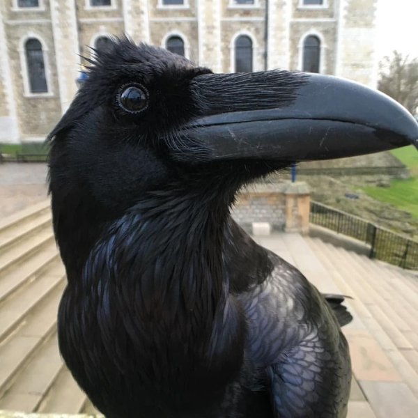 тауэр вороны