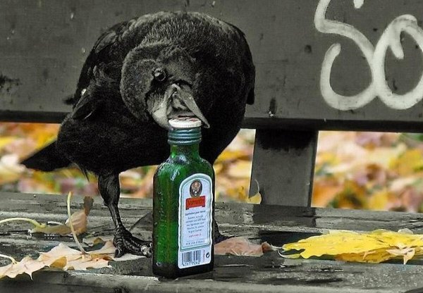 пьяная птица