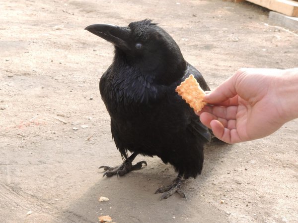 птица ворон