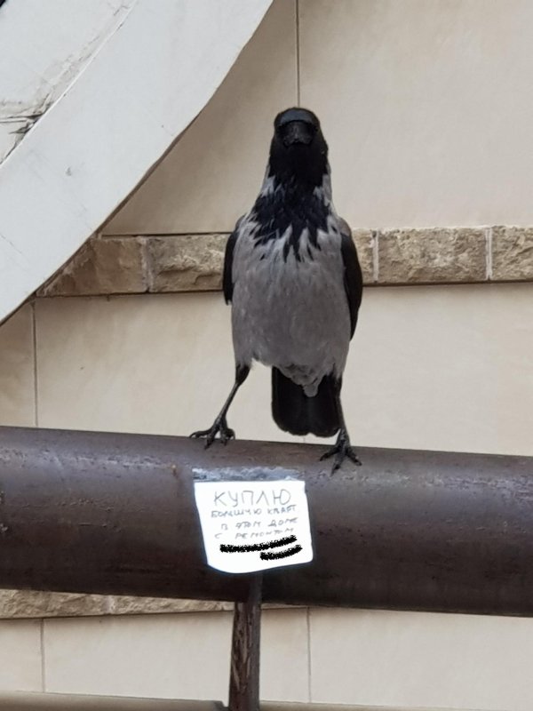 ворона обыкновенная