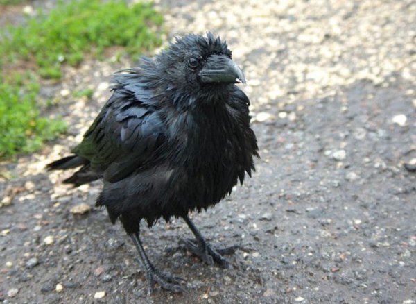 птенец галки