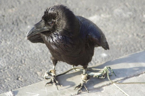 corvus corax птица