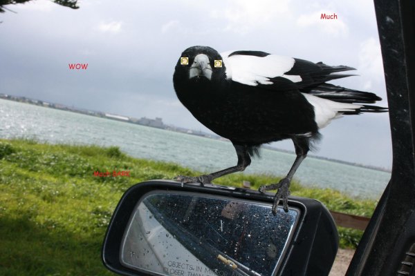 австралийская сорока