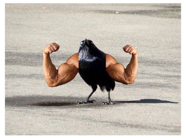 голубь качок