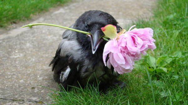 птенец ворон