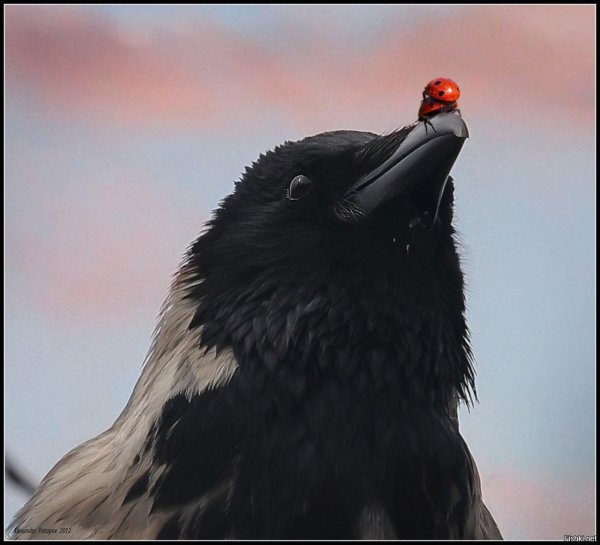 птица ворон