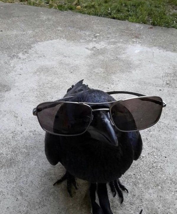 смешной ворон