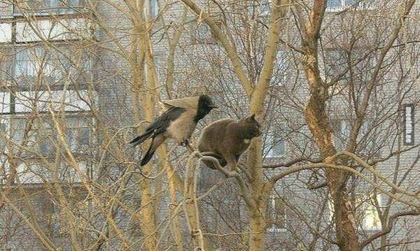 ворона на ветке