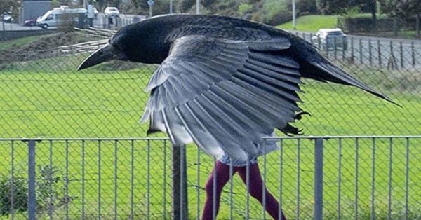 птица ворон