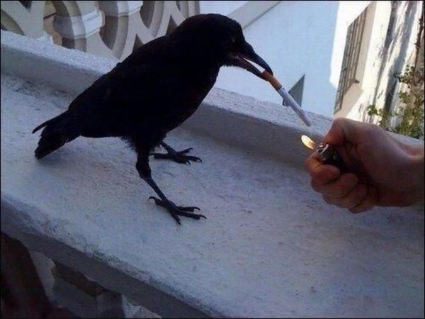 курящая птица