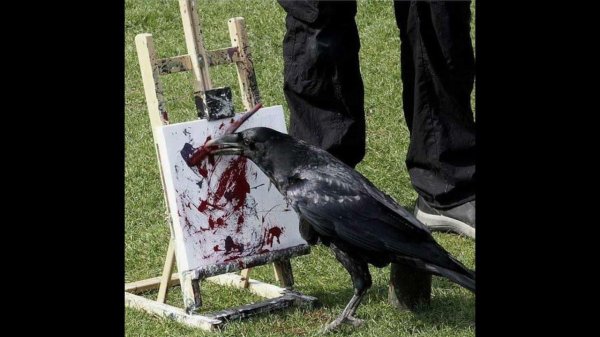 ручная ворона