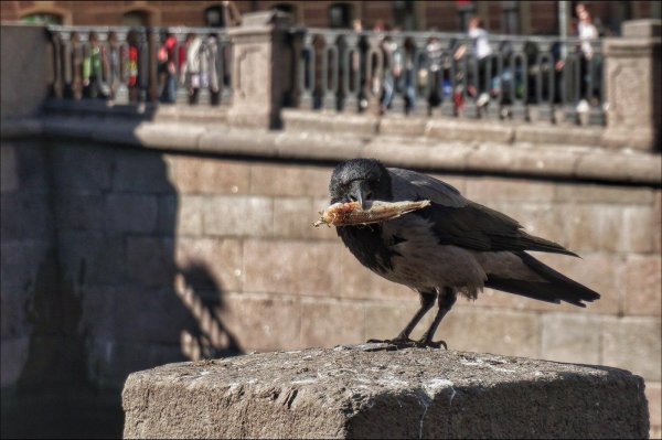 городские вороны