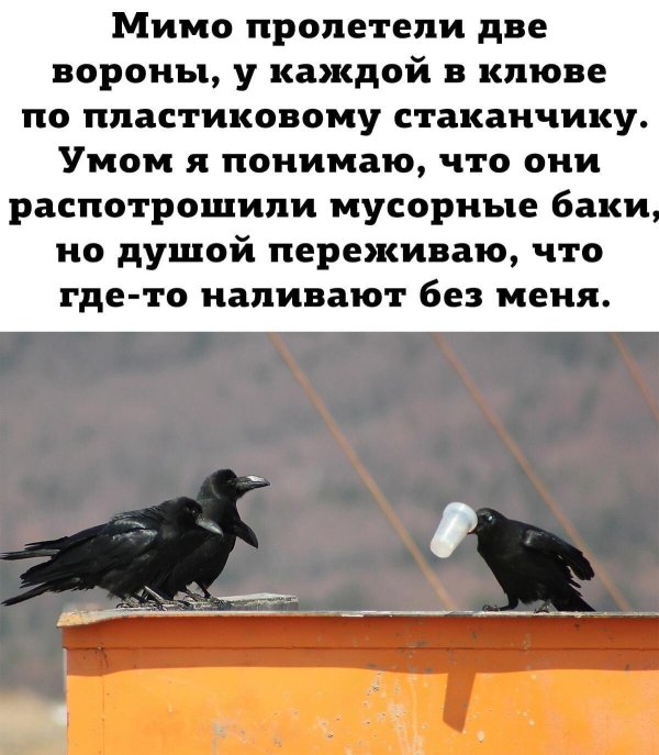 мимо пролетели две вороны у каждой в клюве по пластиковому стаканчику
