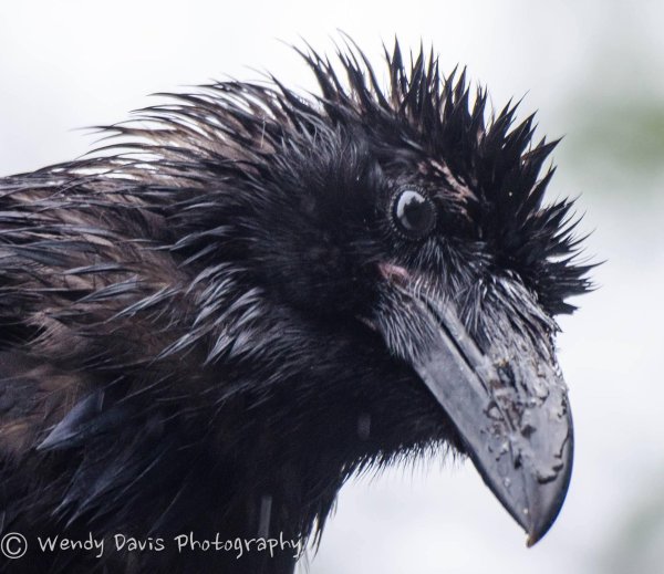 птица ворон