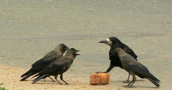 грачи птицы
