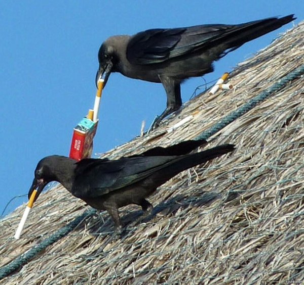 смешные вороны