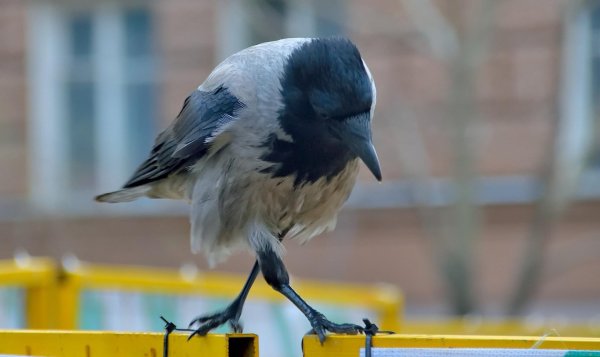 серая ворона