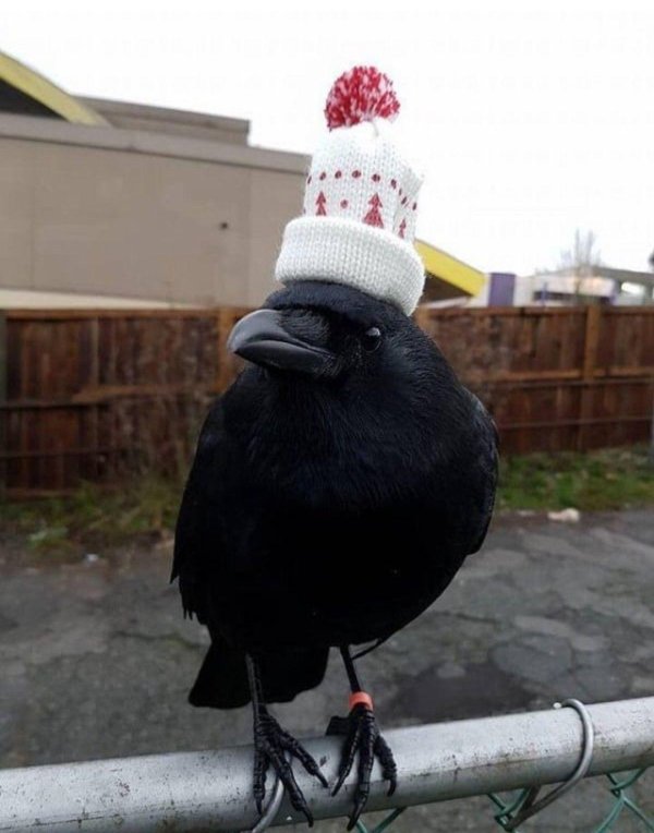 сорока смешная