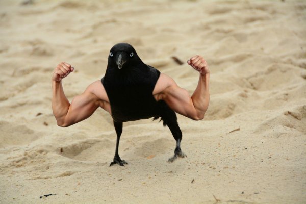 накаченная птица