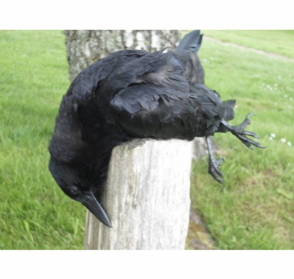 смешные вороны