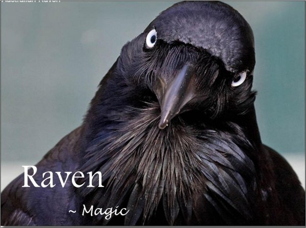 птица ворон