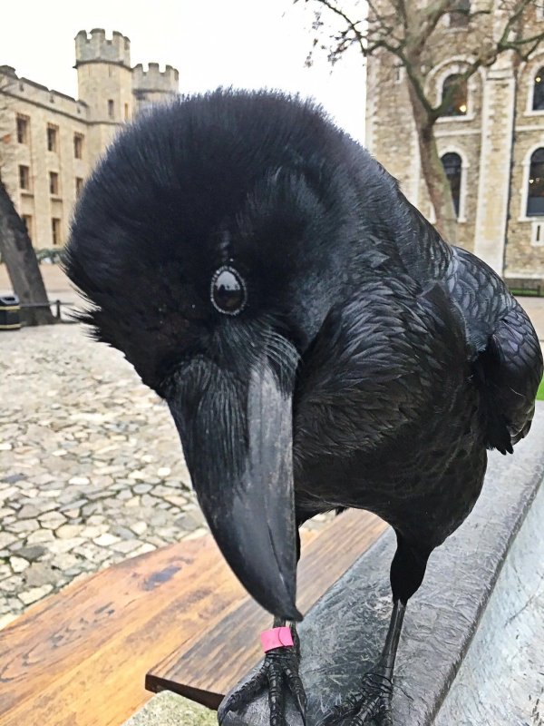 вороны тауэра