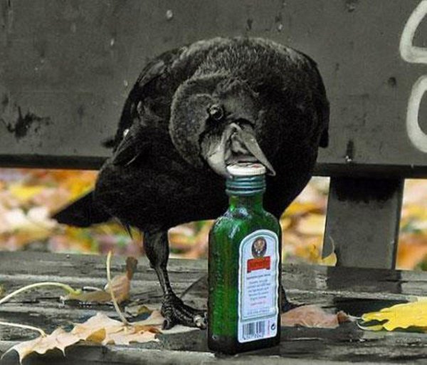 пьяная птица