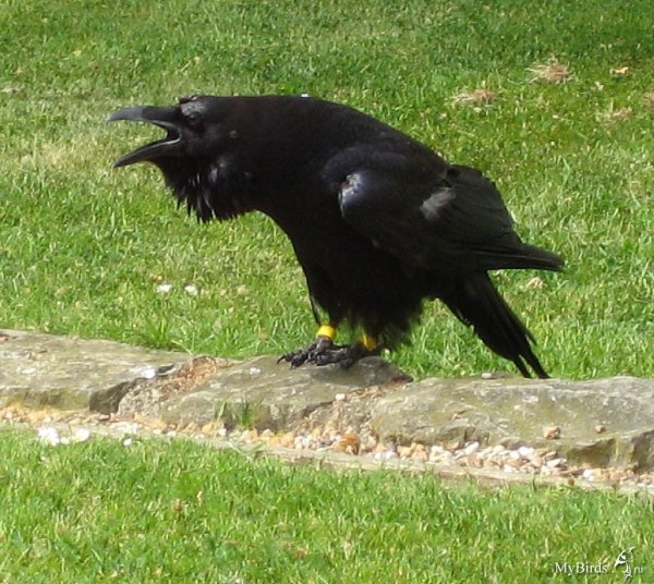 вороны тауэра