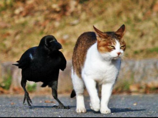 cмешные животные