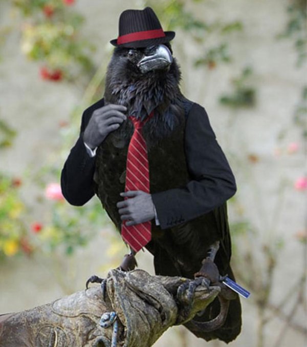 прикольные вороны