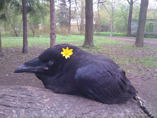 птица ворон